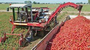 С сайта Bayer - сбор технических томатов