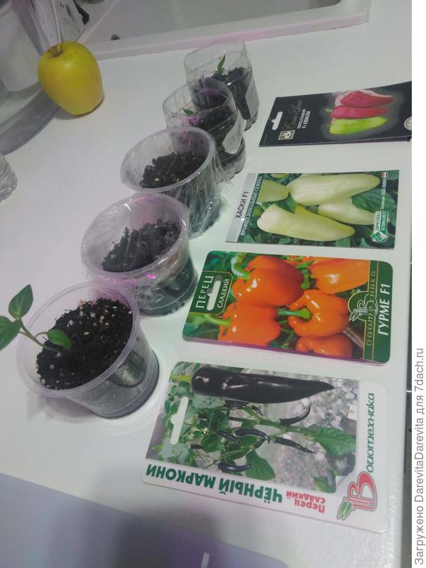 Посев 28 февраля