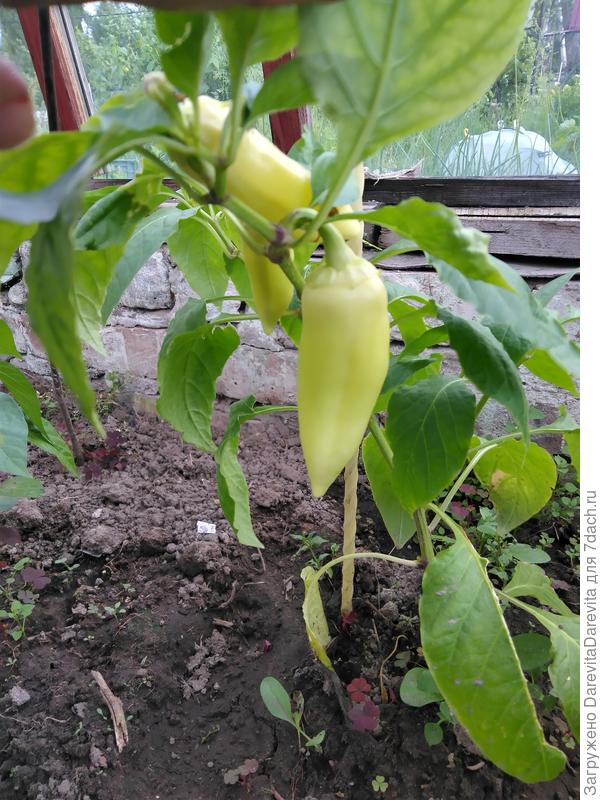 Плоды 18 июня ( Квикли\Хаски)