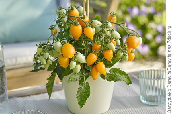 Funny Plums Orange  с сайта HemGenetics