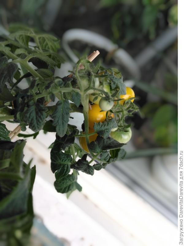 Балкони Ело