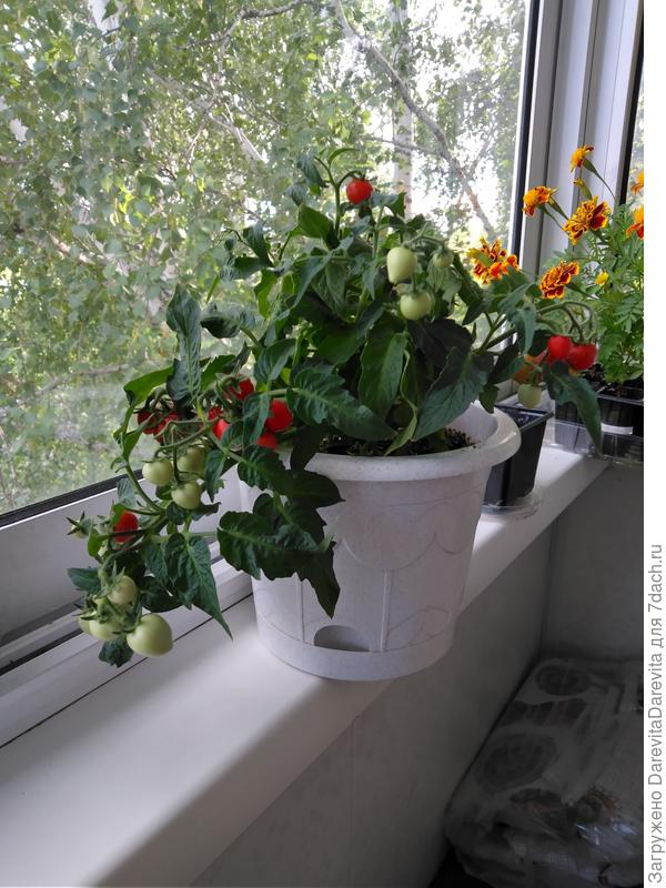 Конец июля, спеет урожай