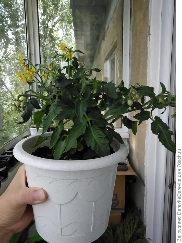 16 июня, томатик завершковался и начал бурно цвести на пасынках