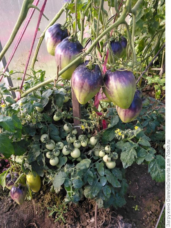 Морошка в теплице, уплотнитель рядов.