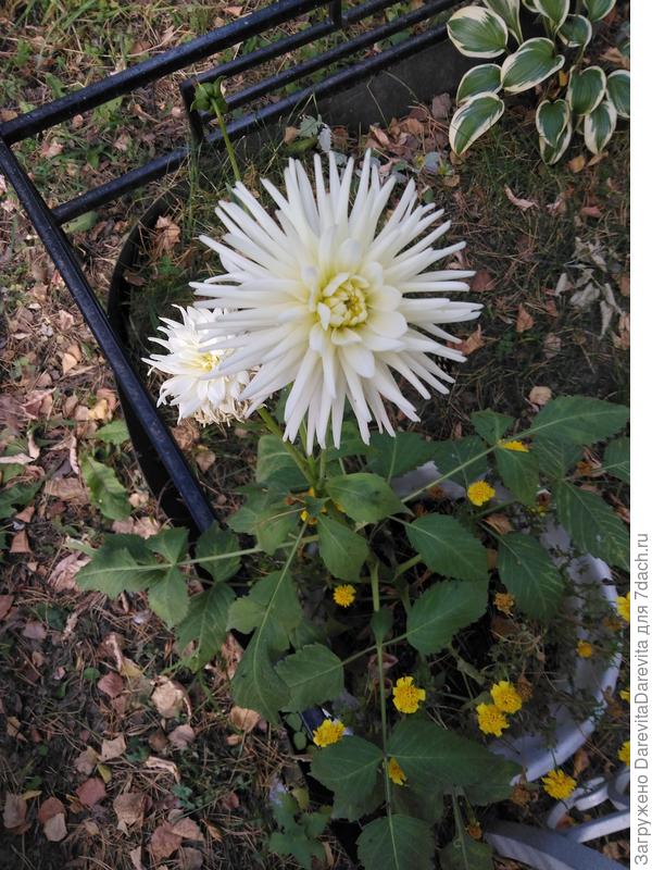 Playa Blanca, патио -георгин