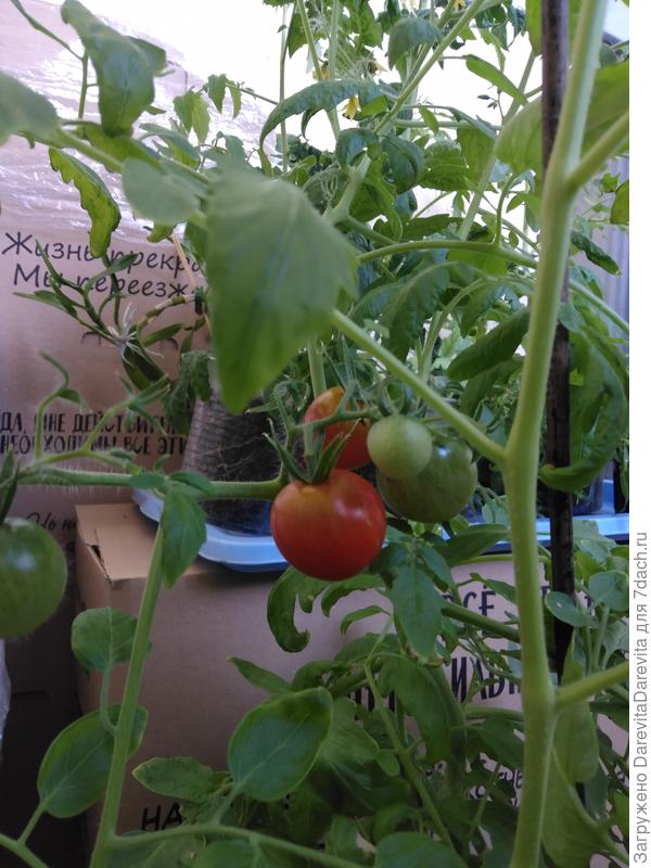 июньская помидорка
