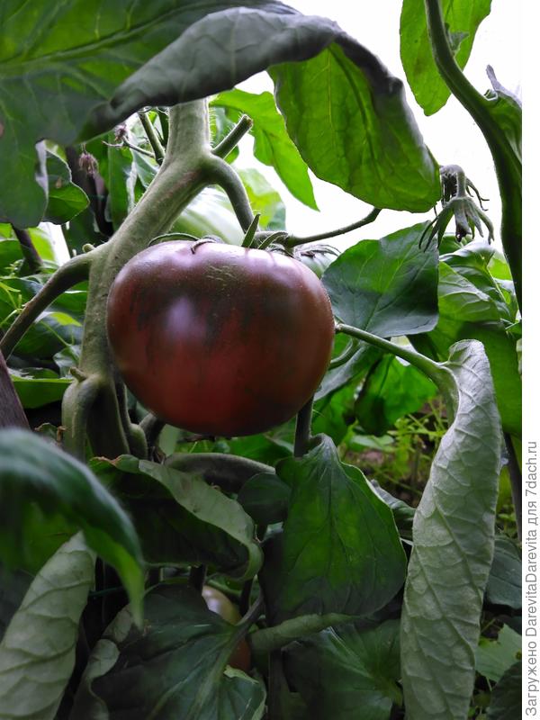 Жженый сахар, my love