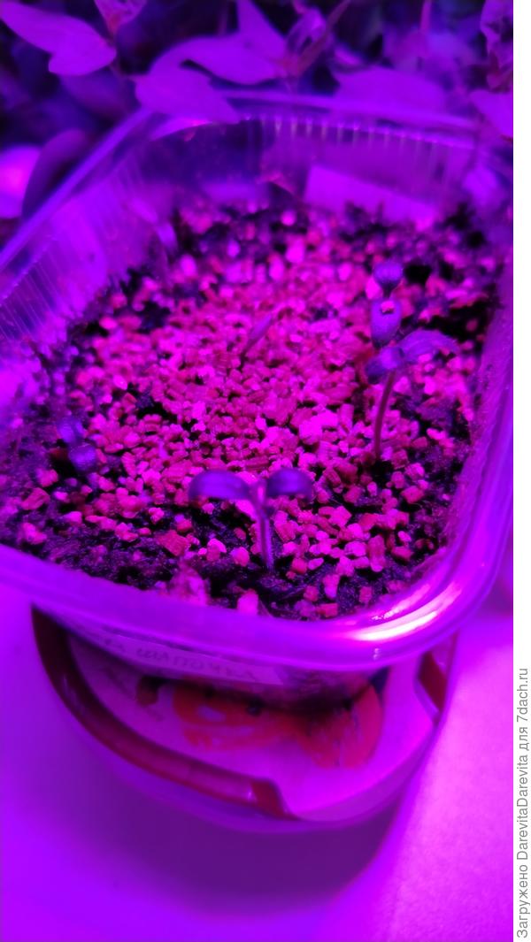 Томатные малютки. Красная шапочка, Балконный желтый, Морошка и где-то в грунте проклюнулся Вороний Глаз.