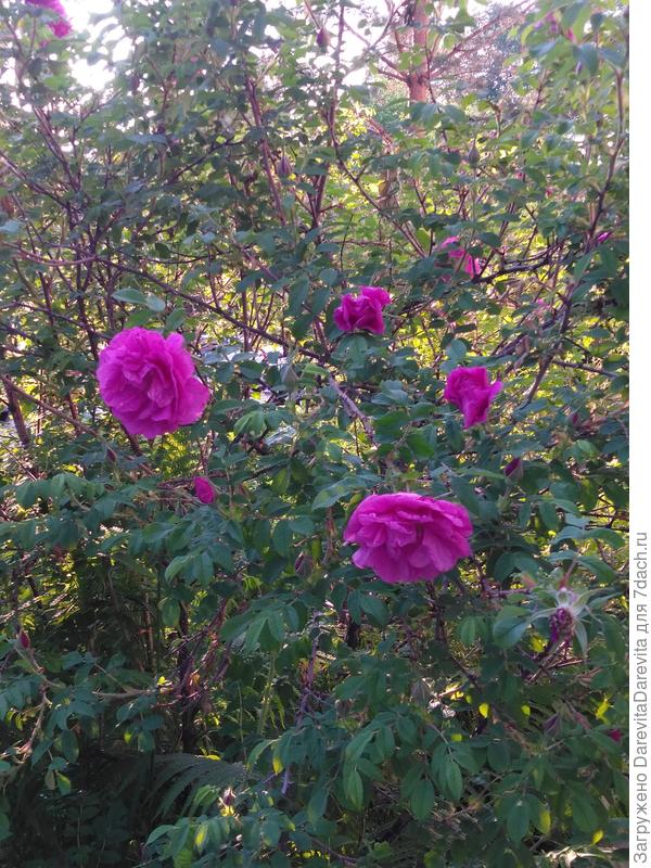 Царица Севера