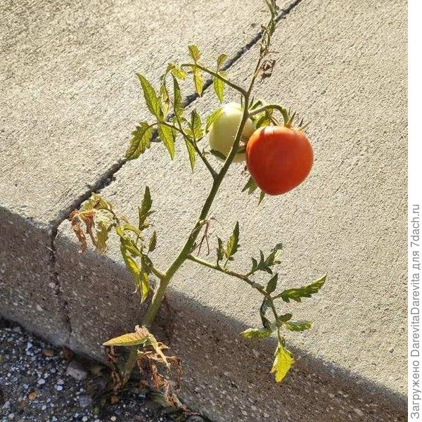 Где-то у себя на родине, в Северной Америке, в каменных джунглях