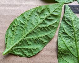 Оэдема на листе перца