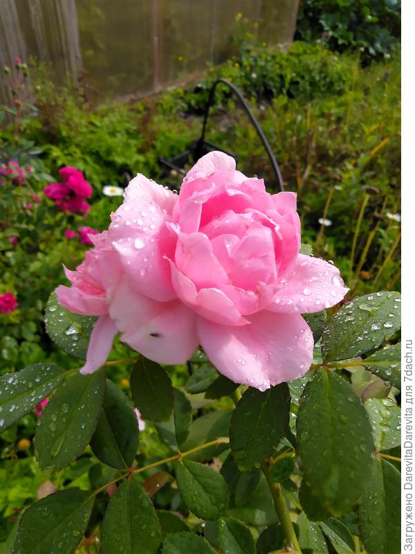 Prarie Joy трехлеткой