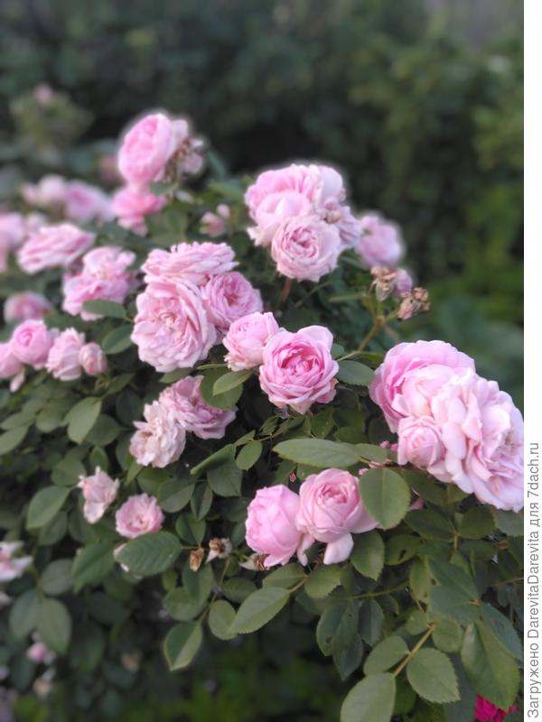 Канадская роза - условная флорибунда,  все цветение на побегах перезимовавших с прошлого годаю