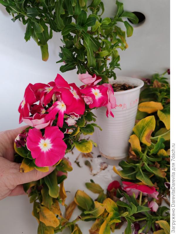 Перед пересадкой и после стрижки SunStorm Red Halo