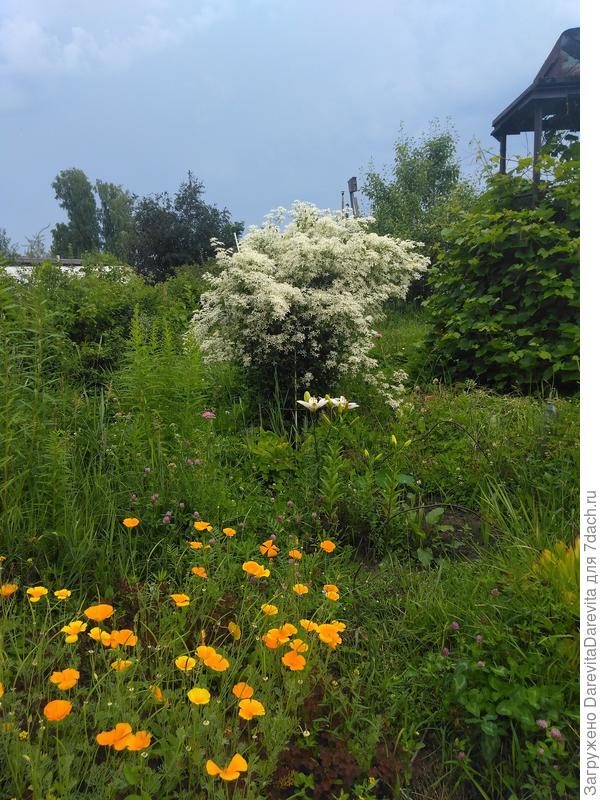 Клематис ломонос в одиночной посадке