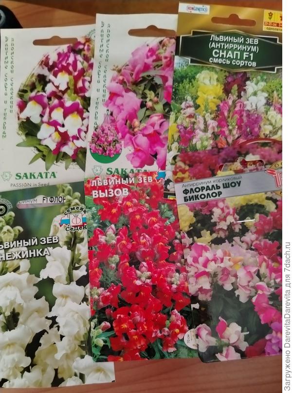 Всего шесть видов антерринумов.  А еще два у меня стоят в горшках c прошлого года и надеюсь дотянут до мая.