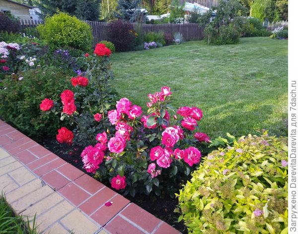 Розы в обрамлении спирей, на переднем плане golden princess