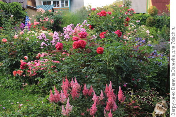 На переднем плане астильба, петунии, на втором плане бораго, флоксы