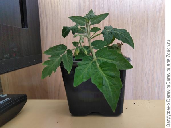 Микро-томат Бэйби, 35 день от прорастания.