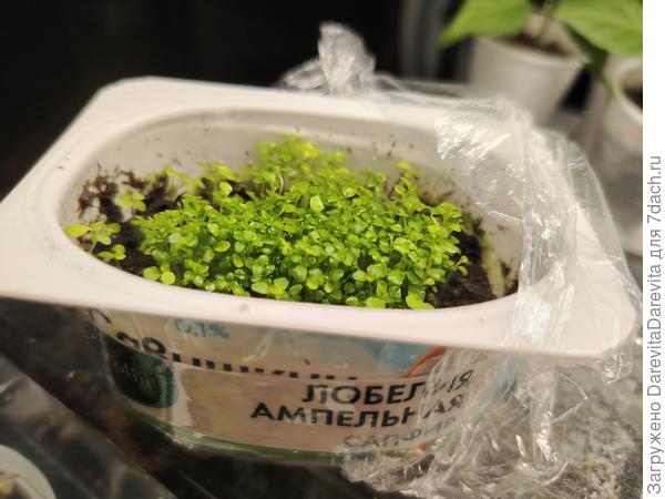 Лобелия  Сапфир