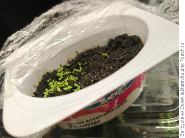 Лобелия Розамунда