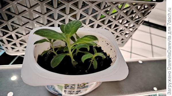 Гелиотроп Марина, месяц от посева