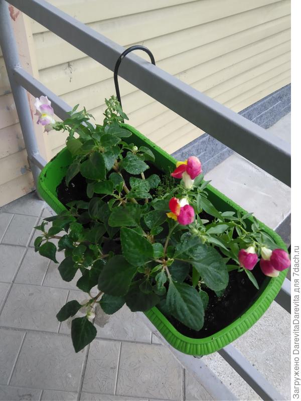 Прошлогодние Флорал Шоверс и Флорал Шоу в кашпо, мне кажется это одна серия.