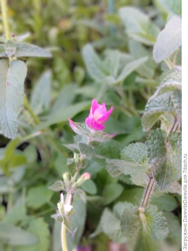 Сальвия Хоруминовая