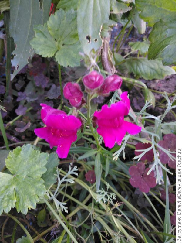 Львиный зев Вызов