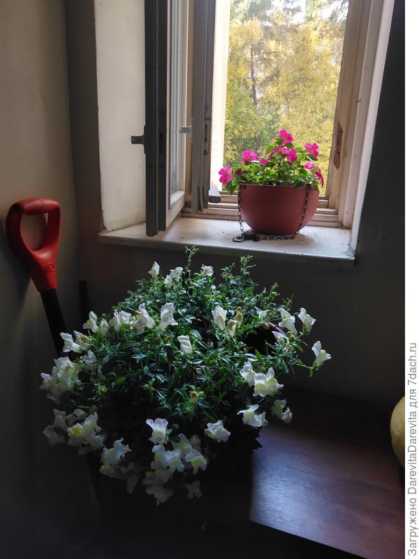 Прошлогодний ампельный белый львиный зев