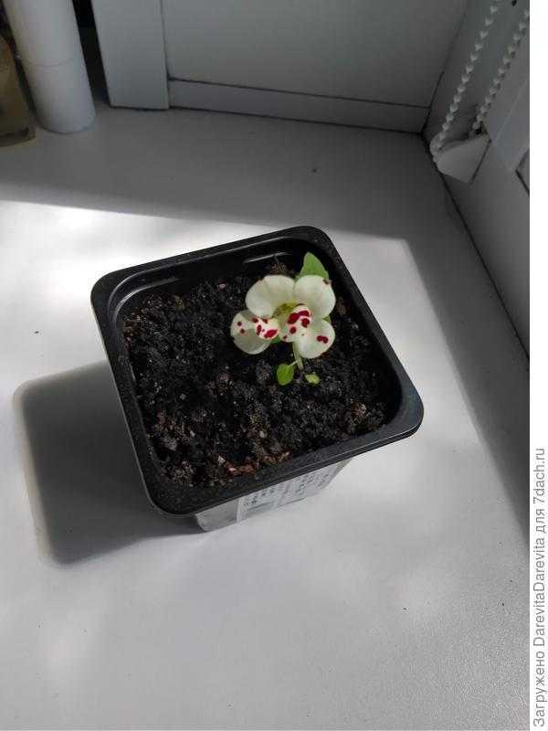 Мимулюс гибридный