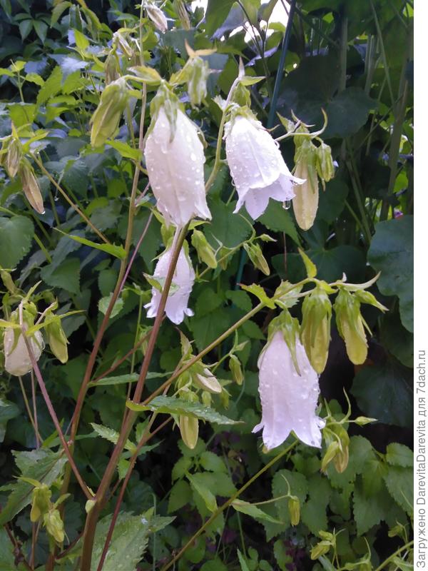 Колокольчик Такесима