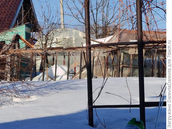 А я там аквилегию посеяла под зиму..