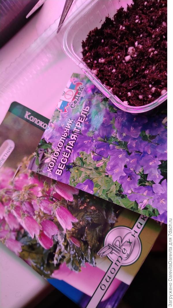 Молчание колокольчиков.