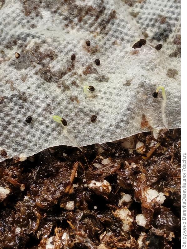 Львиный зев Cнап F1