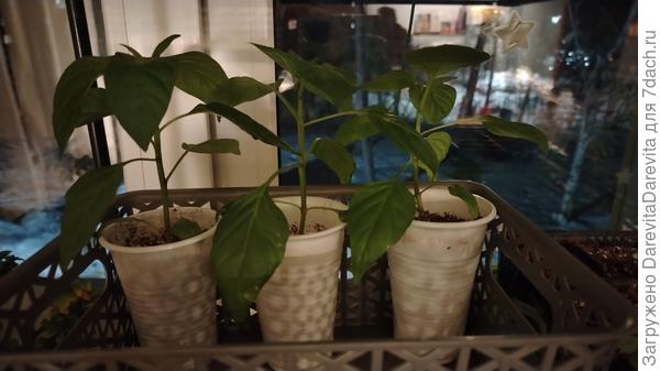 Всего пятый-шестой лист и уже бутоны