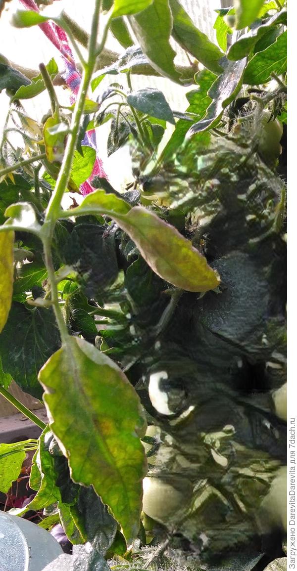 лист томата с кладоспориозом