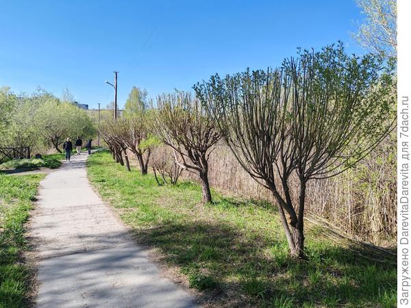 Аллея ивы ломкой из черенков