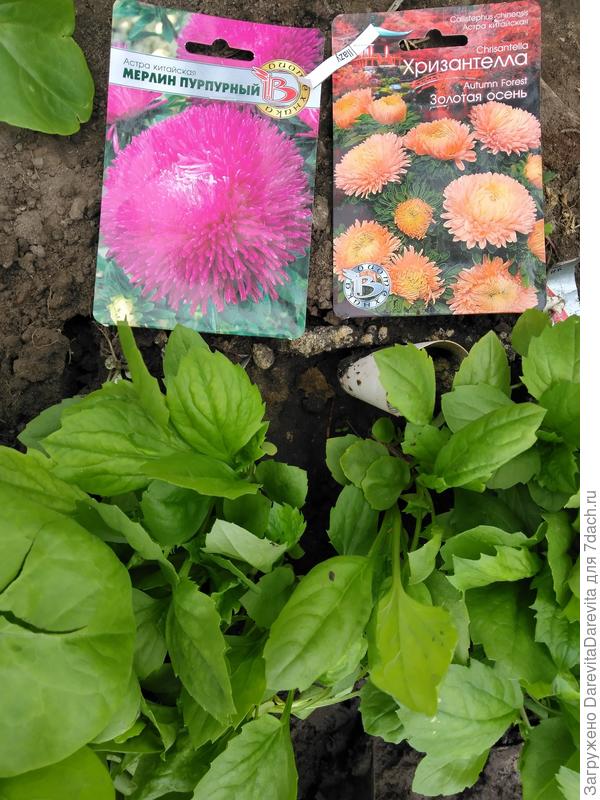 Пятинедельная рассада в теплице