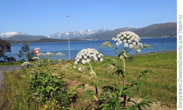 Борщевик Персидский, инвазивный вид в Норвегии. Иронично зовется пальма из Тромсе