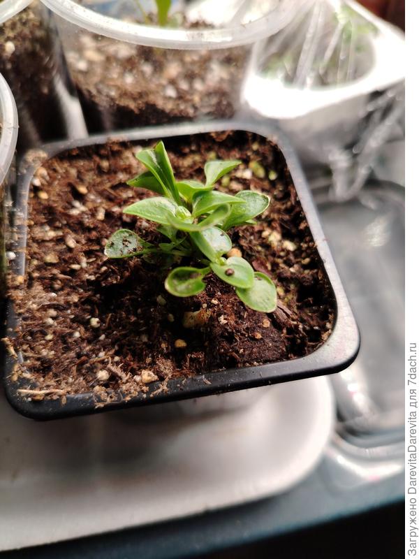 Экзакум Blue Princess