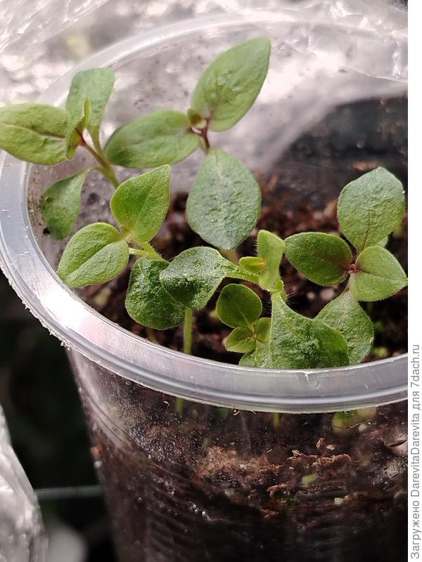 Снап F1, смесь расцветок