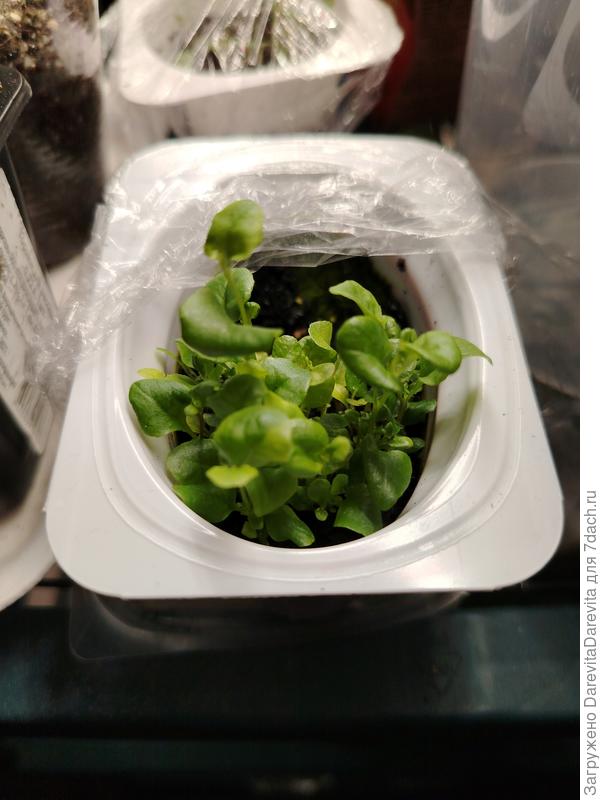 Лобелия Розамунда