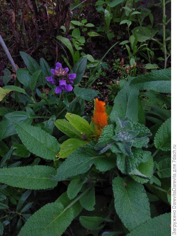 Прунелла это фиолетовое  слева.