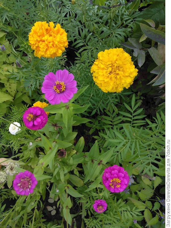 Мелкота несколько лет назад повыросшая, бархатцы для масштаба