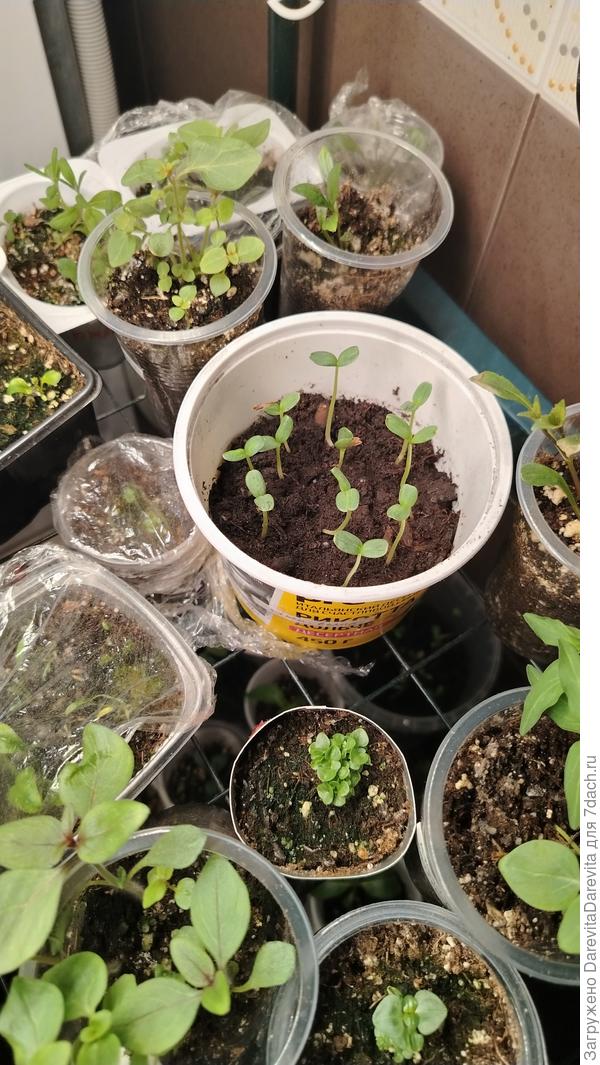 места катастрофически не хватает, поэтому циннии в этом году в общей емкости, на фото Сиреневый Великан