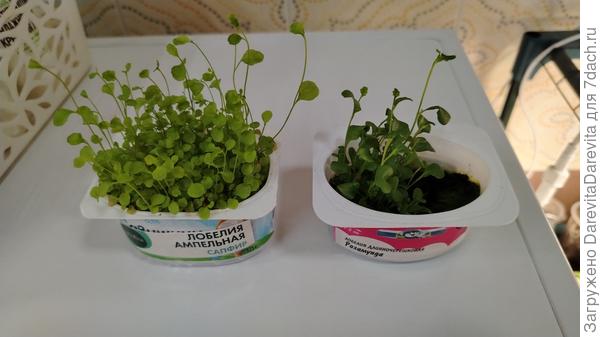 все то же самое через две недели, нужно хорошее освещение и грунт или подсыпать или переваливать