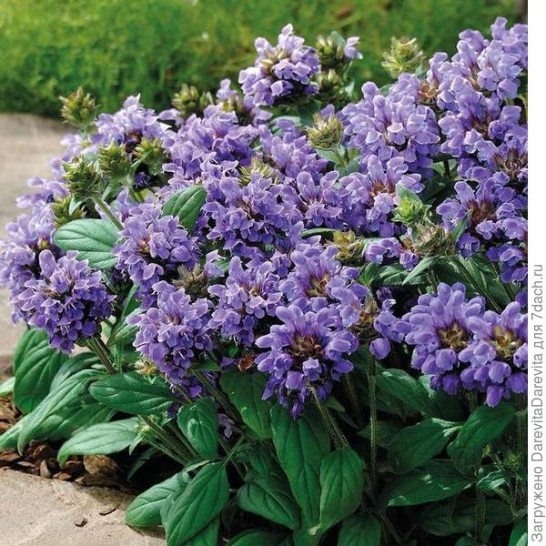 Prunella grandiflorum,  Lacy Blue