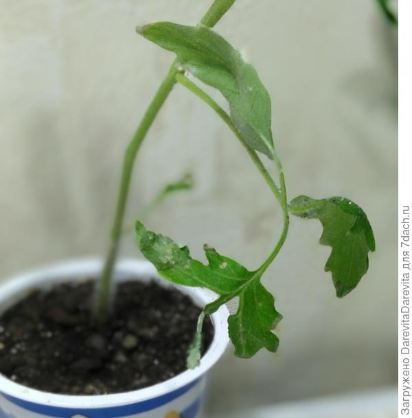 следы трипса и некроза