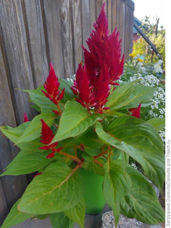 Целлозия Айскрим